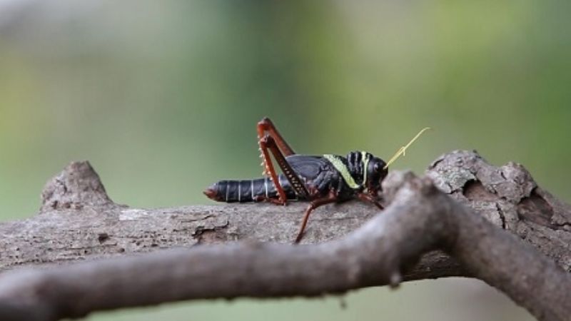 Declaran alerta fitosanitaria en el país por la plaga 'tucura quebrachera'