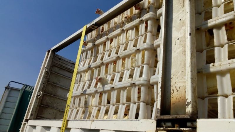 Arribó a Catamarca el cargamento con gallinas para iniciar cuatro polos avícolas