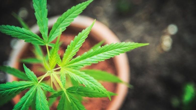 Secuestran dos macetas con plantas de marihuana en Fray Mamerto Esquiú