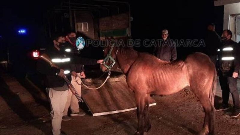 En una casa de Valle Viejo encuentran un caballo robado en la Capital