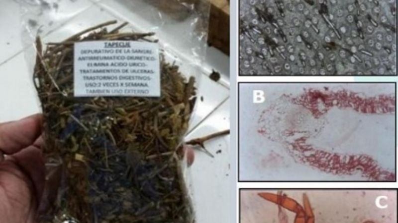 Una planta nativa de Misiones serviría para tratar el cáncer de mama