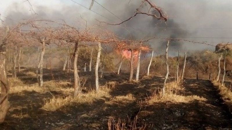 Incendio en una finca de viñedos de Tinogasta