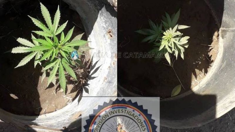 Buscaban herramientas robadas y encontraron dos plantines de marihuana