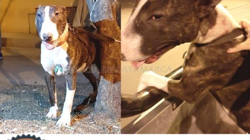 Recuperan un perro de raza robado en Valle Viejo