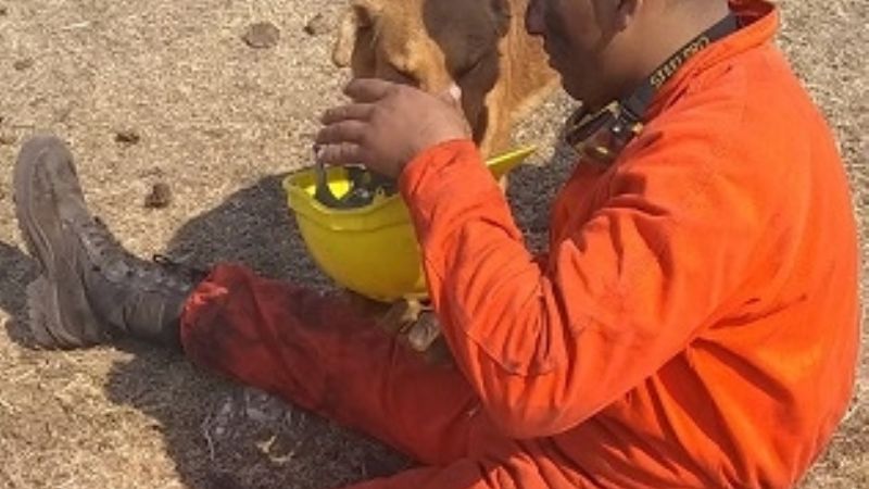Bombero asiste con agua a un perro en medio de las llamas