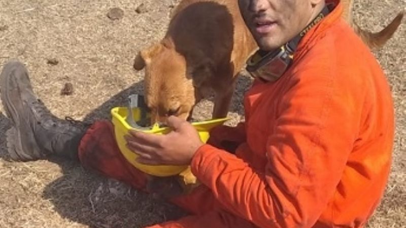 Bombero asiste con agua a un perro en medio de las llamas