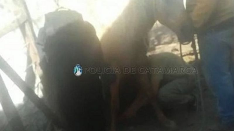 Bomberos rescataron a un animal