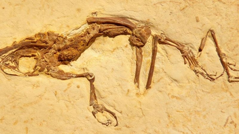 Descubren una nueva especie de rana de 119 millones de años