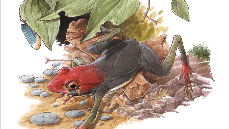 Descubren una nueva especie de rana de 119 millones de años