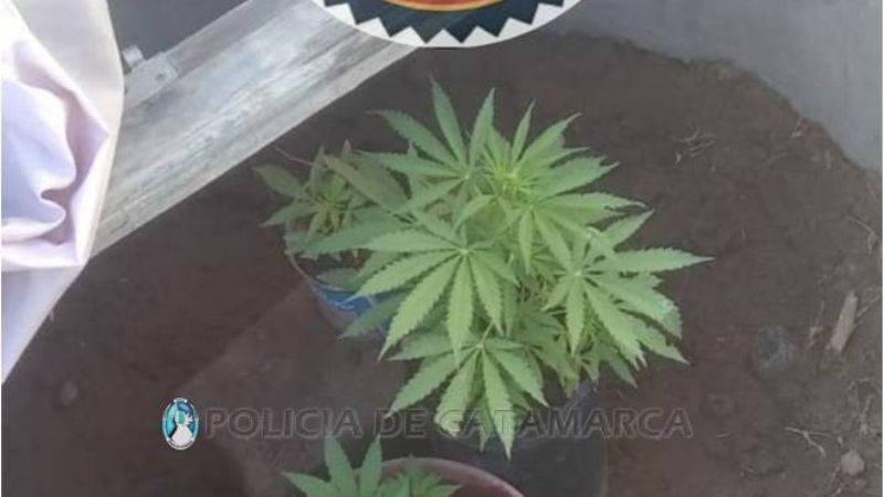 Secuestran cuatro plantines de marihuana en Fray Mamerto Esquiú