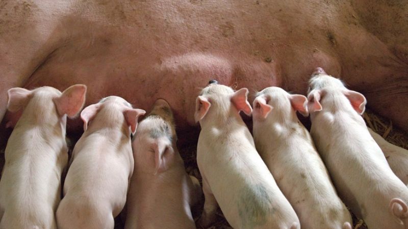 Analizan el rumbo productivo a partir de un diagnóstico ambiental global