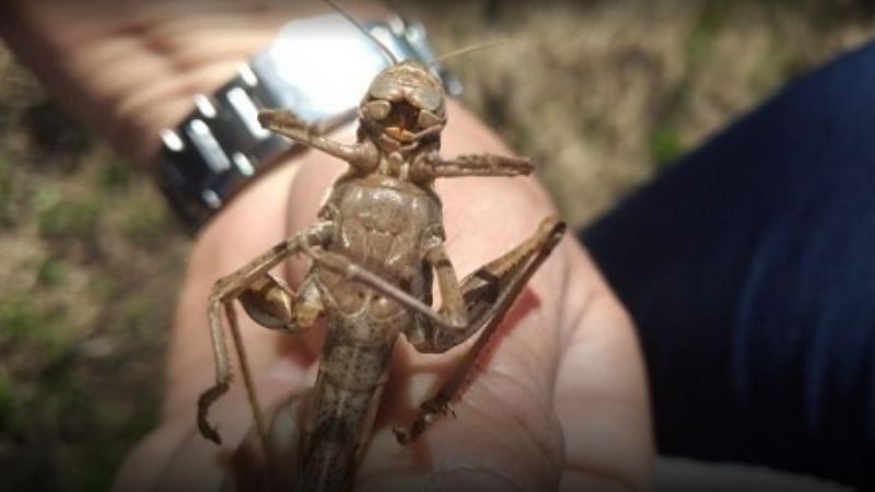 Cuatro nuevas mangas de langostas circulan por el norte argentino