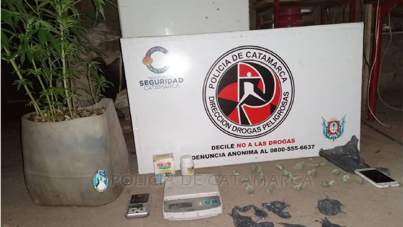 Detienen a una persona y secuestran ocho plantines de marihuana
