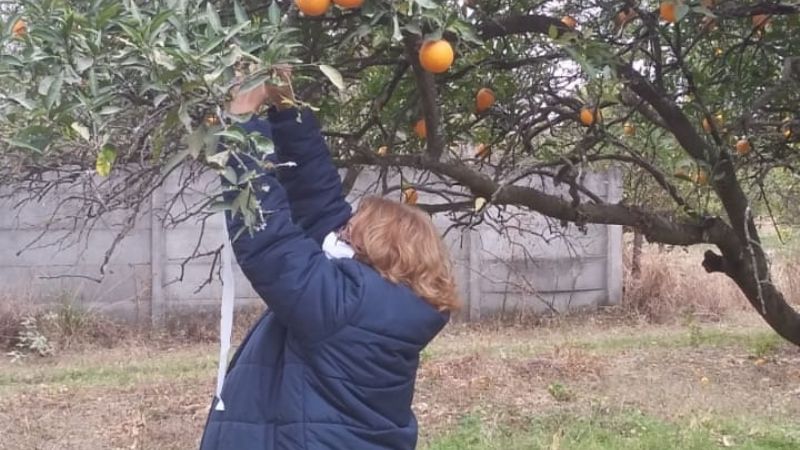 Renuevan trampas para monitoreo de HLB en Santa Rosa