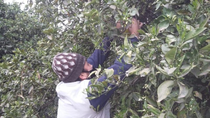 Renuevan trampas para monitoreo de HLB en Santa Rosa