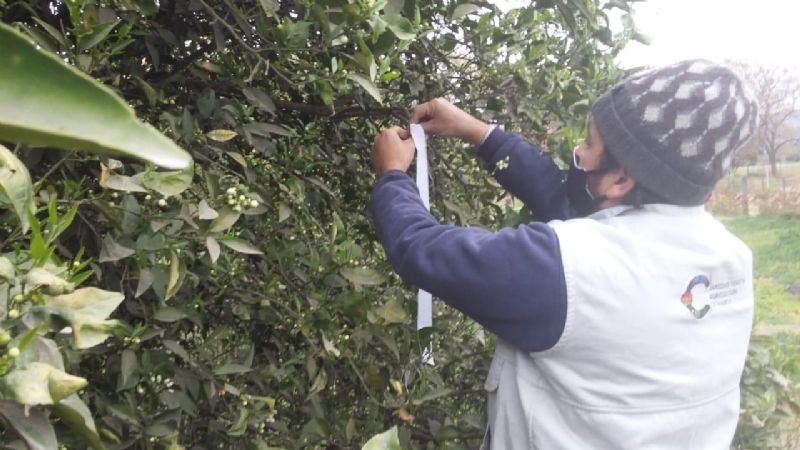 Renuevan trampas para monitoreo de HLB en Santa Rosa