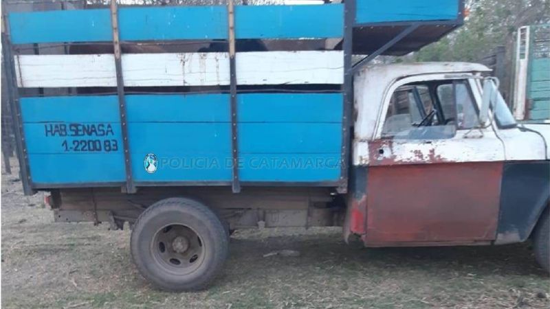 Trasladaban tres vacas en una camioneta