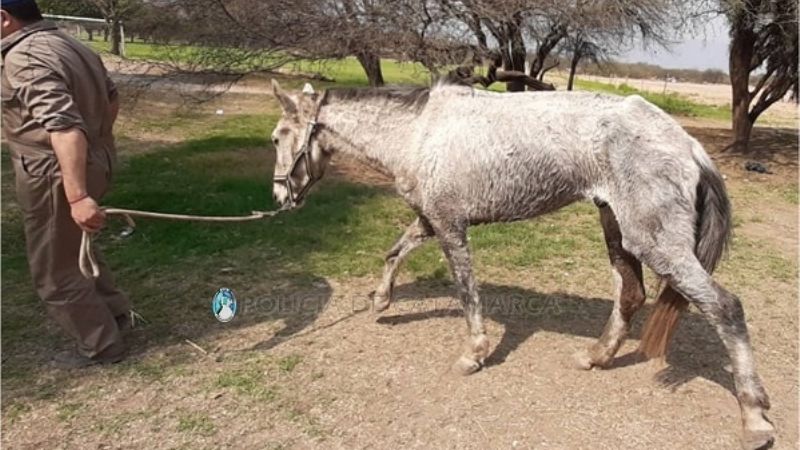 Rescatan caballo en estado de abandono