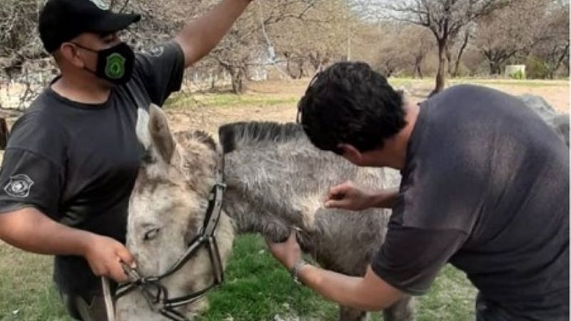 Rescatan caballo en estado de abandono