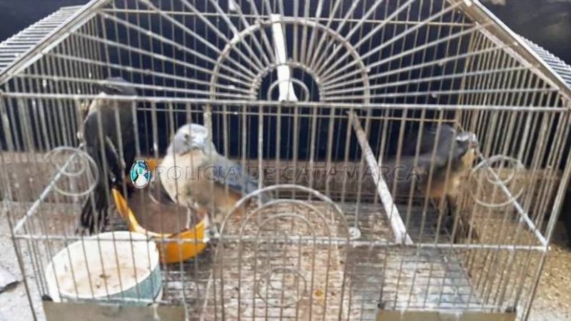 Secuestran un automóvil  y aves canoras