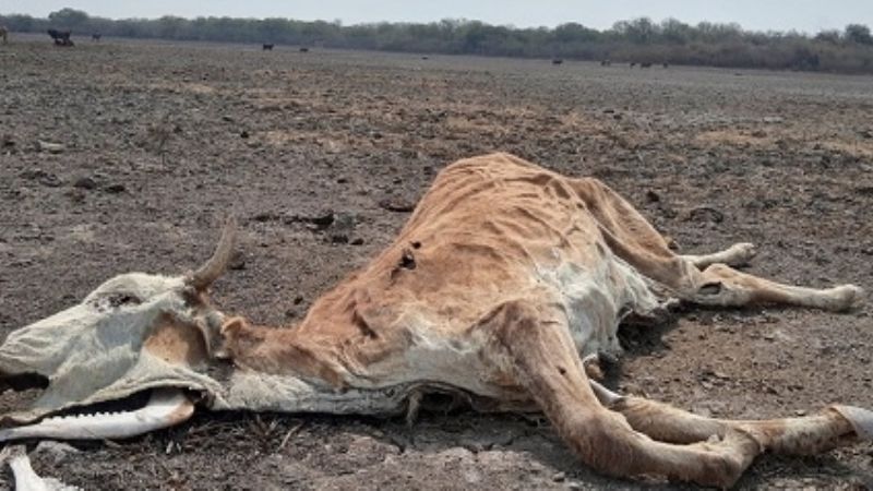 La sequía más intensa en 20 años empuja a la desesperación a campesinos