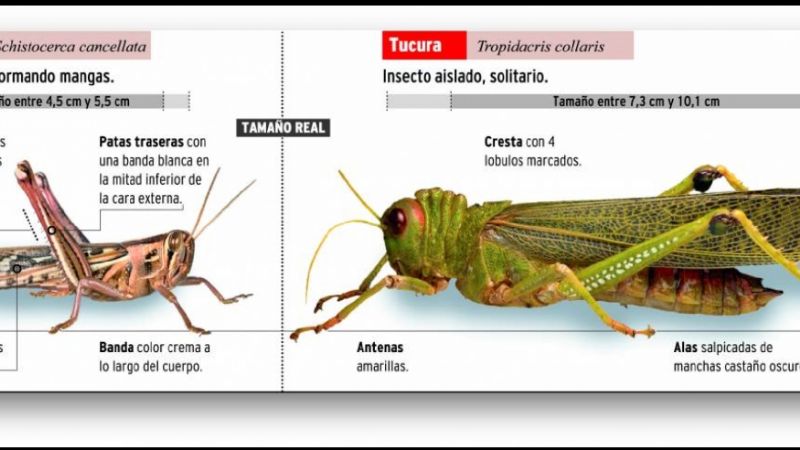 Combaten manga de langosta sudamericana y focos de tucura quebrachera