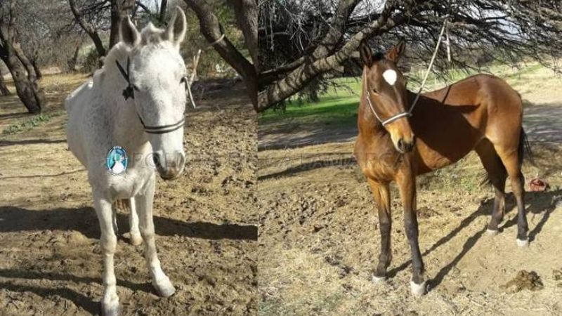 Secuestran dos animales sueltos