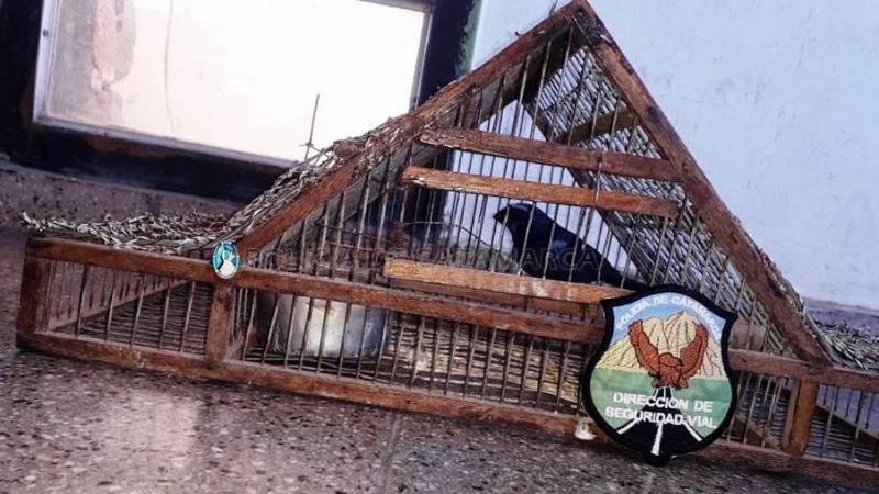 Secuestran un ave canora y una trampera en un puesto caminero