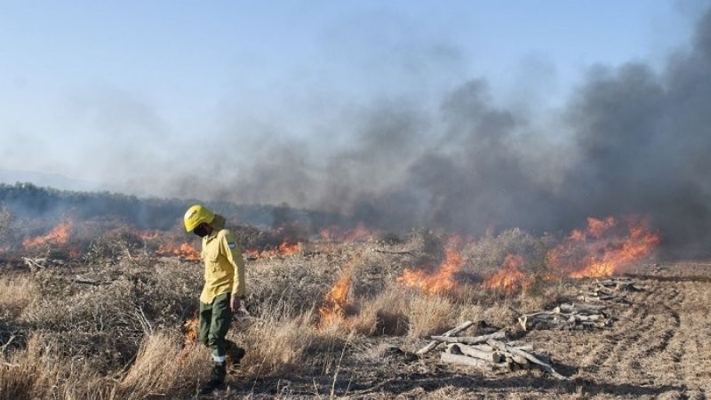 Quema controlada en campo olivícola