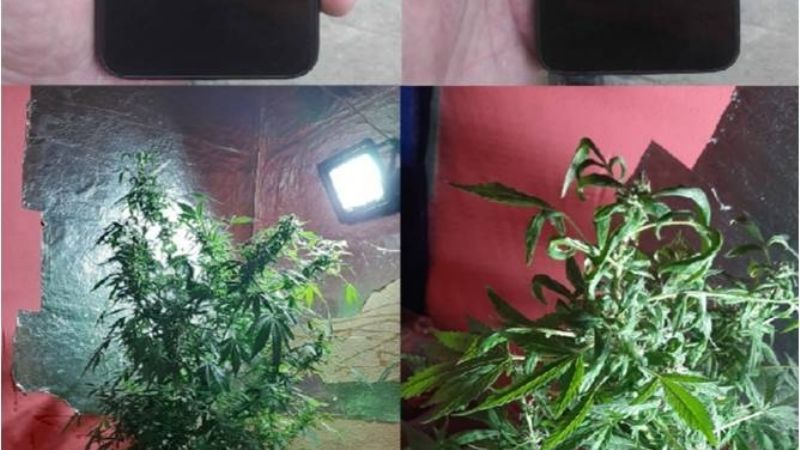 Iban por un celular robado y encontraron una planta de marihuana en una pieza
