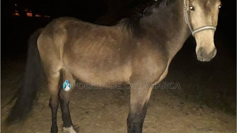 Secuestran un caballo en la zona sur de la Capital