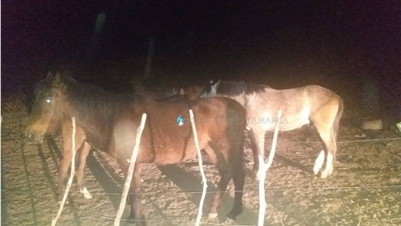 Robaron animales en Colonia del Valle y los encontraron en San Pablo