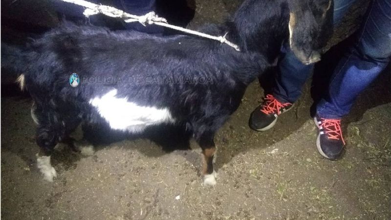 En un registro domiciliario, recuperan una cabra robada