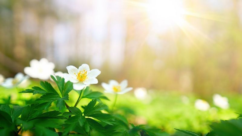 ¿Qué nos espera en el comienzo de la primavera?