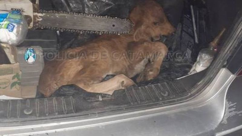 Secuestran animales que llevaban en el baúl de un remis