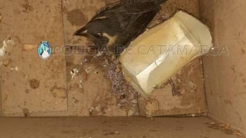 Secuestran animales que llevaban en el baúl de un remis
