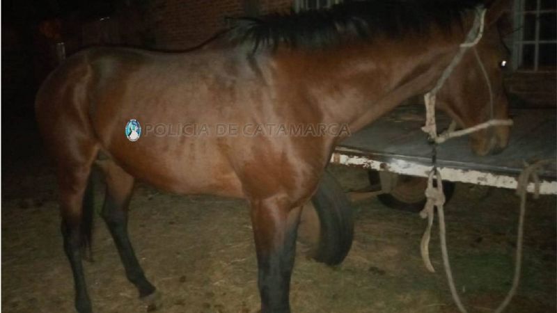 Denunció que le robaron un caballo y lo encontraron en un camino