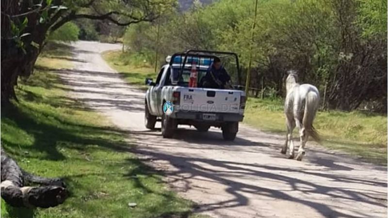Secuestran un animal suelto en Fray Mamerto Esquiú
