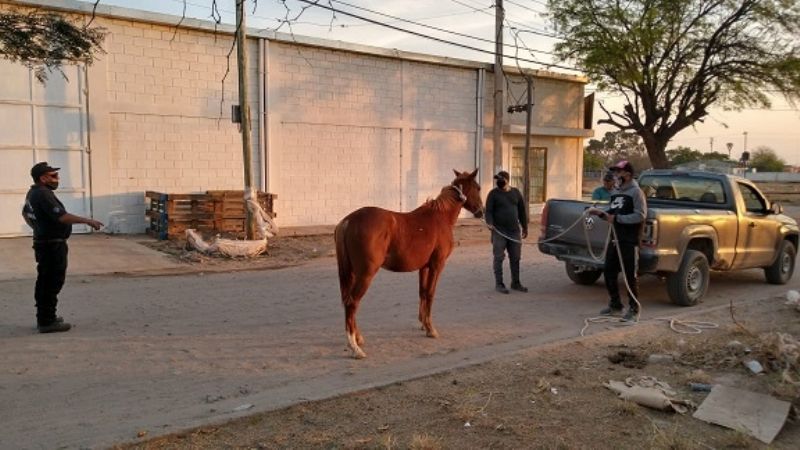 Secuestro de animales sueltos en la vía pública