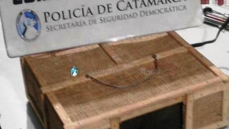 Arrestan a un joven, secuestran aves canoras y una trampera