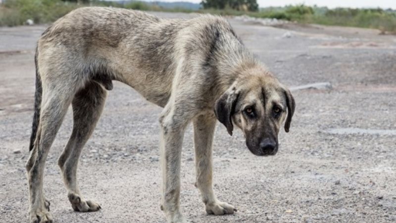 ONG pide que animales sean reconocidos como sujetos de derecho