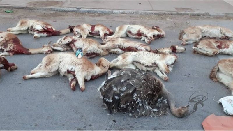 Sorprendidos con 9 vicuñas, y 3 guanacos muertos