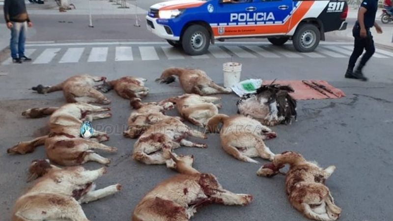 Sorprendidos con 9 vicuñas, y 3 guanacos muertos