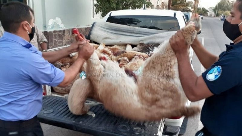 Sorprendidos con 9 vicuñas, y 3 guanacos muertos