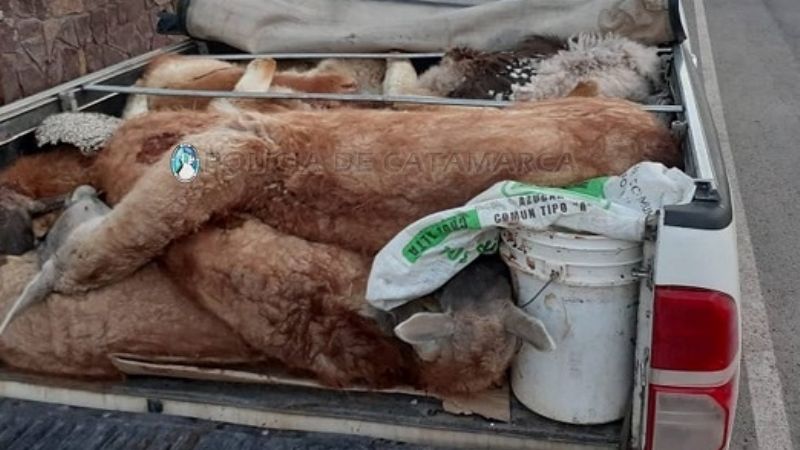 Sorprendidos con 9 vicuñas, y 3 guanacos muertos