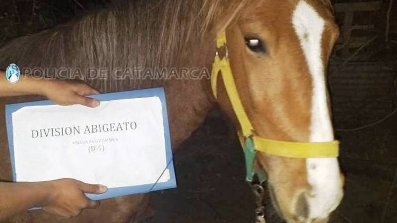 Recuperan un caballo robado en el sur de la Capital