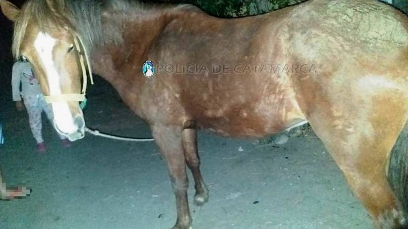 Recuperan un caballo robado en el sur de la Capital