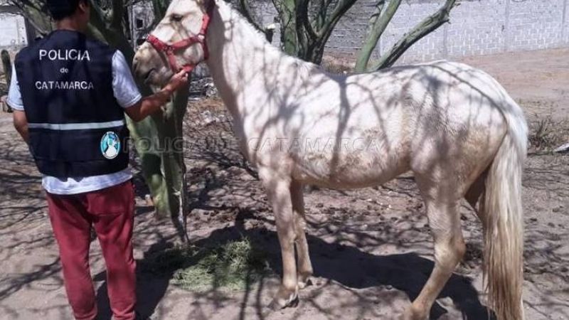 Recuperan potranca robada