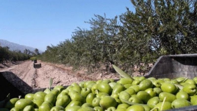 Beneficiarios del IFE se postulan para la cosecha en Catamarca