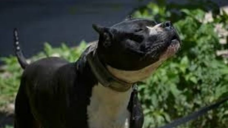 Un perro atacó a un hombre que tuvo que ser asistido